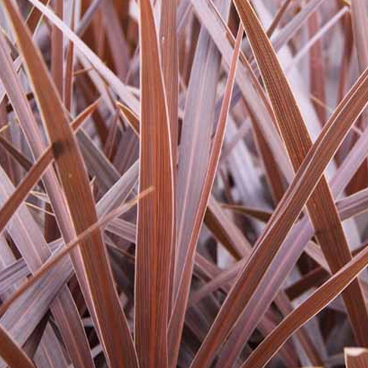 Cordyline