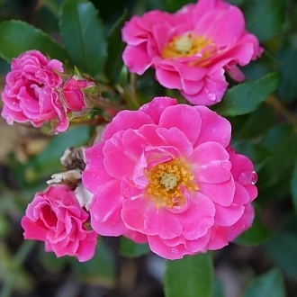 RosaOsoEasyDoublePink-mainprofilepic_4