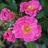 RosaOsoEasyDoublePink-mainprofilepic_4