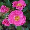 RosaOsoEasyDoublePink-mainprofilepic