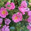 RosaOsoEasyDoublePink_1
