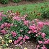 RosaOsoEasyDoublePink_2