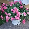 RosaOsoEasyDoublePink_3