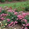 RosaOsoEasyDoublePink_E