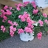RosaOsoEasyDoublePink_Ea