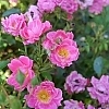 RosaOsoEasyDoublePink__E