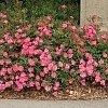 RosaOsoEasyDoublePink