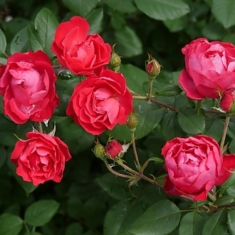 RosaOsoEasyDoubleRed-mainprofilepic1