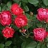 RosaOsoEasyDoubleRed-mainprofilepic