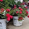 RosaOsoEasyDoubleRed4