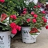 RosaOsoEasyDoubleRed_Easy