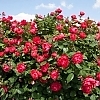 RosaOsoEasyDoubleRed