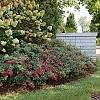 RosaOsoEasyUrbanLegend2