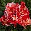 RoseAlfredSisleyMainProfilePic