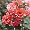 RoseCoralKnockOut2