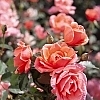 RoseCoralKnockOut3