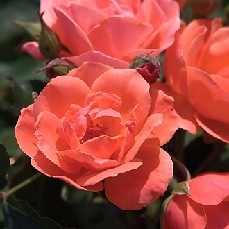 RoseCoralKnockOutMainProfilePic