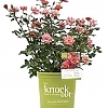 RoseCoralKnockOut