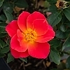 RoseCoralMiracle2