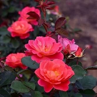 RoseCoralMiracleMainProfilePic