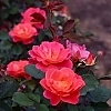 RoseCoralMiracleMainProfilePic