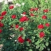 RoseDancingintheDark2