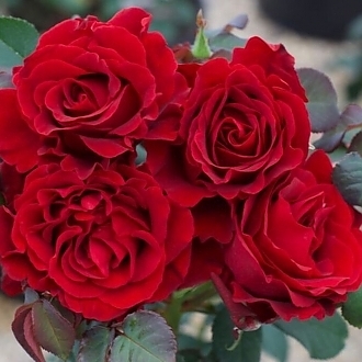 RoseDancingintheDarkMainProfilePic