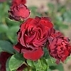 RoseDancingintheDark