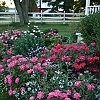 RoseDoubleKnockOutPink2