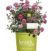 RoseDoubleKnockOutPink3