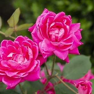 RoseDoubleKnockOutPinkMainProfilePic