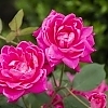RoseDoubleKnockOutPinkMainProfilePic