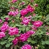 RoseDoubleKnockOutPink