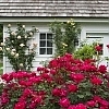 RoseDoubleKnockOutRed2
