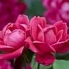 RoseDoubleKnockOutRed3