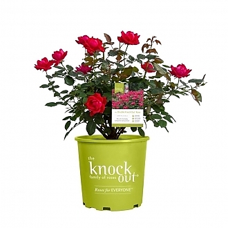 RoseDoubleKnockOutRedMainProfilePic