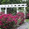 RoseDoubleKnockOutRed