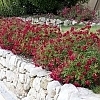 RoseDriftRed2