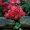 RoseDriftRed