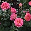 RoseJulieAndrews2