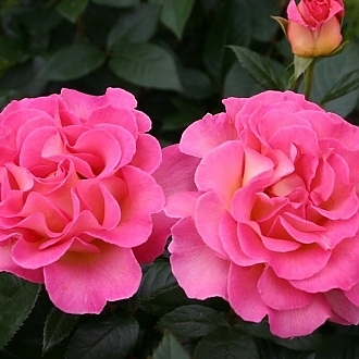 RoseJulieAndrewsMainProfilePic
