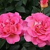 RoseJulieAndrewsMainProfilePic