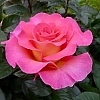 RoseJulieAndrews
