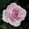 RoseLePetitPrince2