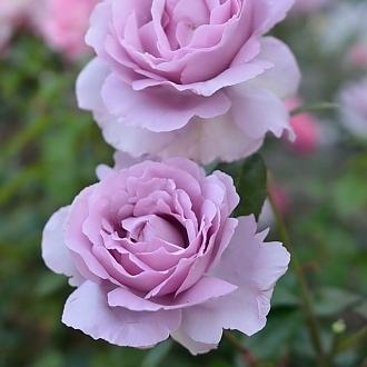 RoseLePetitPrinceMainProfilePic