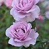 RoseLePetitPrinceMainProfilePic