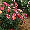 RoseMauriceUtrillo2