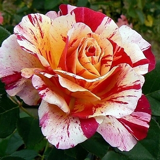 RoseMauriceUtrilloMainProfilePic