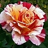 RoseMauriceUtrilloMainProfilePic