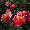 RoseMauriceUtrillo